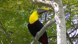 Chestnut Mandibled Toucan