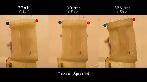 Musculoskeletal system actuated by TCP muscles- frequency test
