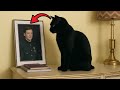 FULL Cat Kept Staring At Soldier Son S Photo But Mom Installed Camera FULL Cat Kept Staring At Soldier Son S Photo But Mom Installed Camera