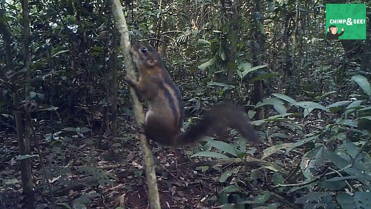 Lady Burton's Rope Squirrel