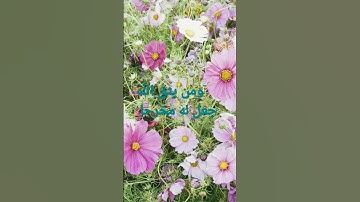 القرآن الكريم/ سورة الكهف بصوت الحاج عامر الكاظمي// اللهم صل وسلم على سيدنا محمد//المسامح كريم.