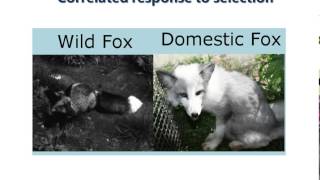 Spring 2015 - Lecture 23 Quantitative Genetics Remainder Part 2 of 2