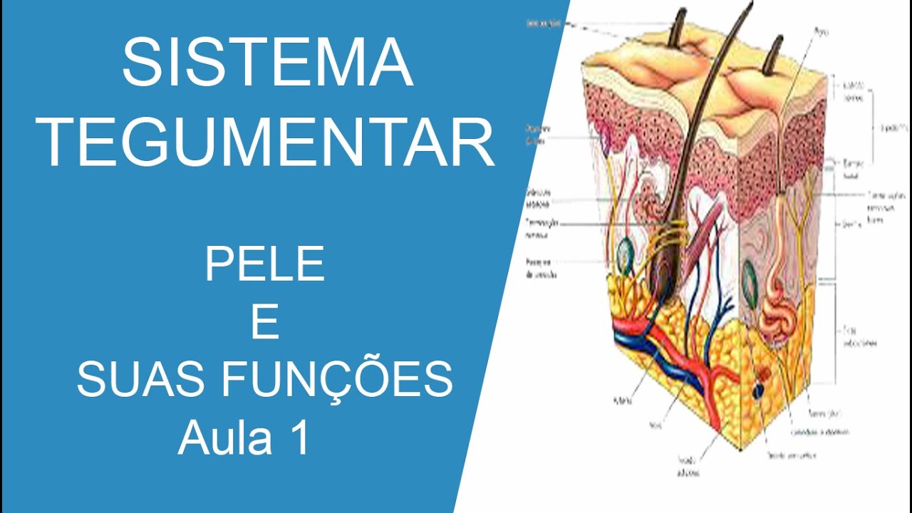 Sistema Tegumentar Pele E Suas Funções Youtube