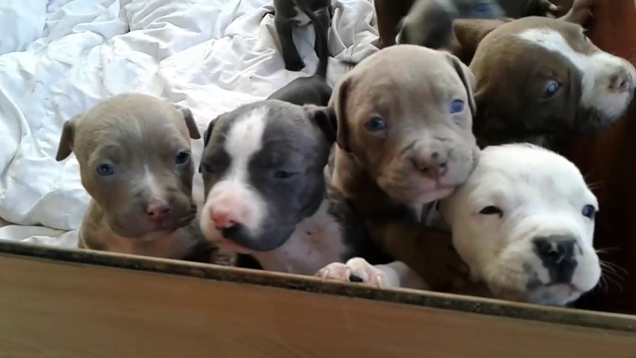 Prison Blue Bullies