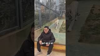 The Power Of The Tiger