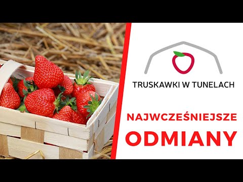 Wideo: Kalendarz Głównych Prac Z Truskawkami. Odmiany Truskawek