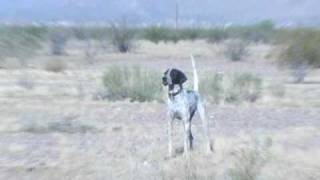 English Pointer Slams Point - All Of It