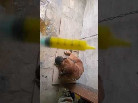 علاج الإسهال عند الكلاب