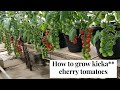 100% Results - How to grow Cherry tomatoes with Hydroponics successfully - A Guide for Best Results