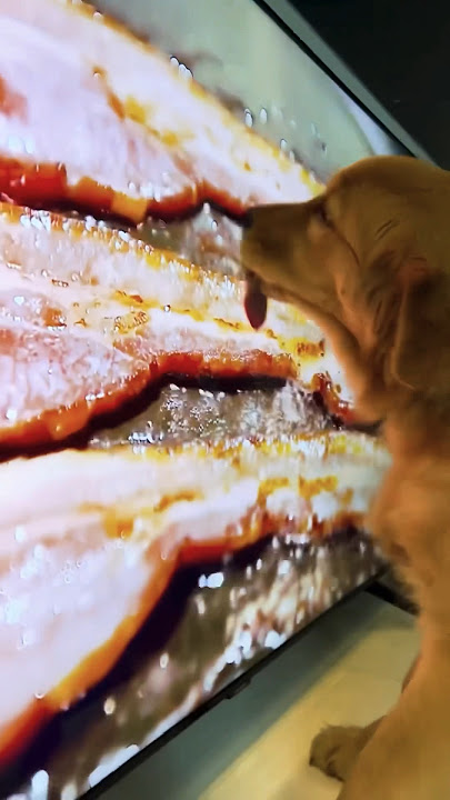 TV's Tempting Treat: Dog's Hilarious Bacon Obsession #funny #dog #tv