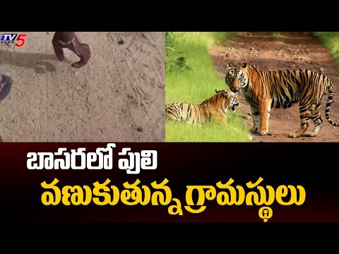Tiger Hulchul At Basara, Search Operation Underway || TV5 News - TV5NEWS