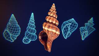 Information The Museum of All Shells - Every Shell Is The Same Formula News