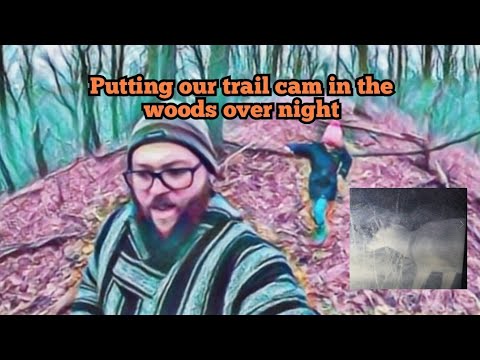 Wildlife in our backyard trail cam left over night in woods by Cunner Outdoors