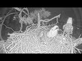 SWFL Eagles~A nocturnal disturbance! M15 flies home!  F23 is scared~1:24 am 2023/11/29