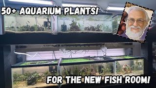 We Ordered The Father Fish Plant Bundle & Planted Our 6 Brand New Aquariums!