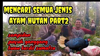 menjerat semua jenis ayam hutan PART 2@ruang.ternak