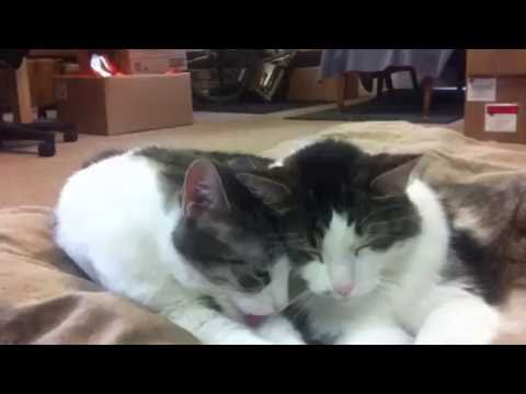 Morris and Shiloh advocacy ne demek