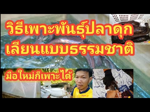 วิธีเพาะพันธุ์ปลาดุกเลียนแบบธรรมชาติมือใหม่ก็เพาะได้#วิธีเพาะพันธุ์ปลาดุก#เพาะปลาดุก#เลี้ยงปลาดุกep5