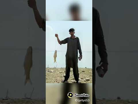 A Fish A Day Shikar Shikari Shikray