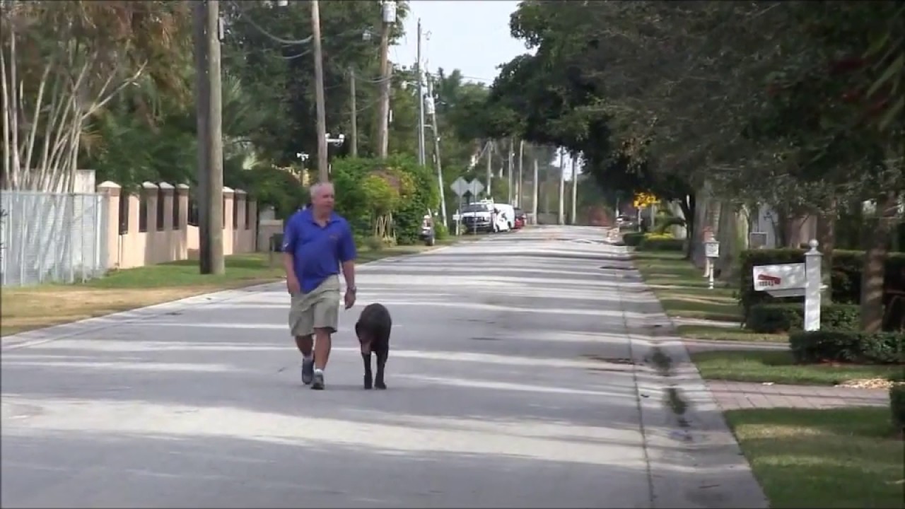 richard heinz dog training