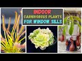 Best carnivorous plants to grow indoors on a window sill for beginners  care tips  updated 2023