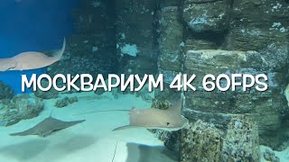 МОСКВАРИУМ ВДНХ 4К 60FPS