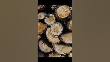 "क्या आप जानते हैं पेड़ों की उम्र कैसे पता लगती है?" #amazingfacts #facts #viralshort