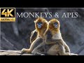 Monkeys & Apes in 4K - Magnificent Creatures | Open Zoo