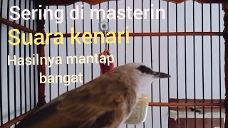 trucukun bunyi suara hasil masteran suara burung kenari