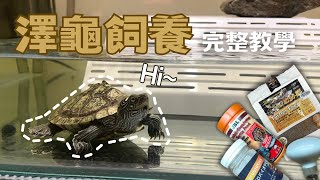 全新內容烏龜飼養完整解析從0到1教你飼養澤龜{Luka成哥}