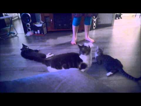 Video: Mikä Vaikuttaa Kissojen Luonteeseen