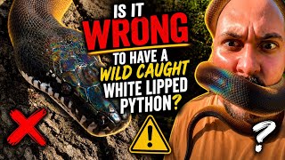 Is it WRONG to have a Wild Caught White Lipped Python 