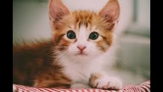 Anak Kucing Berkeliaran -  So Cute Baby Cat Playing by Cats Kittens 231 views 4 years ago 9 minutes, 59 seconds