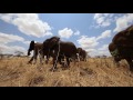 Elephants at the waterhole