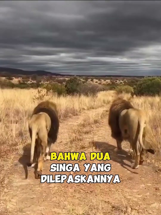The Story of Lion Friendship with Humans #rescue #lion