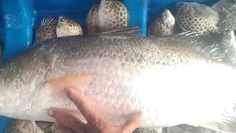 Khách đầm rơi cà mau báo cá . 84fet 24v . Đánh trẻm  khủng . LH 0369051116