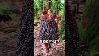 La Fruta Que Rejuvenece Está Escondida En La Selva Amazónica