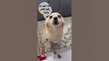 پیتزا برای سگها بده این ویدیو فقط برای لبخند شماست 