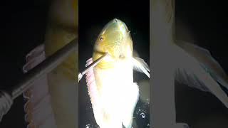 jackpot big fish hide in seagrass #fishing #spearfishing