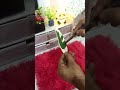 Mini Snake Plant DIY 🌿 | Beautiful Handmade Plant Decor”#snakeplant#diyplant#miniplant#handmadecraft