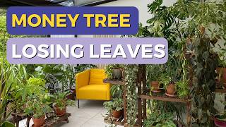 Why Your MONEY TREE Keeps Dropping Leaves