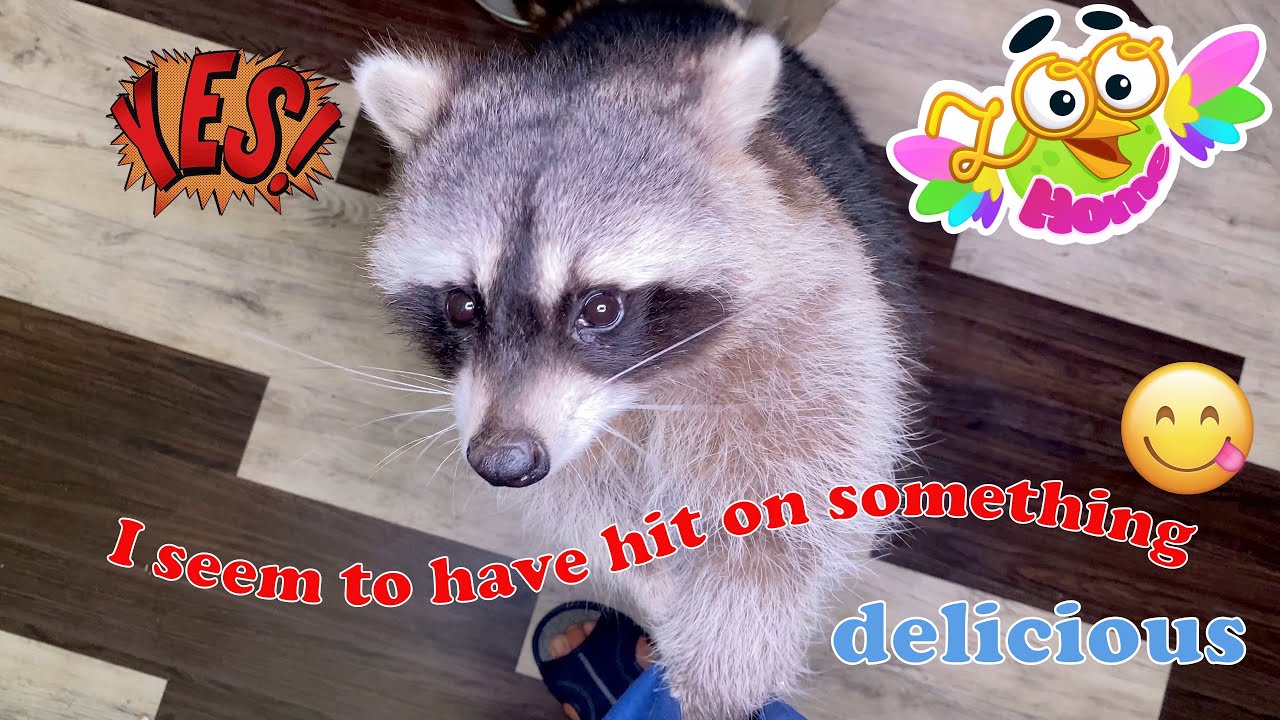 Marcel the raccoon found a secret place with delicious treats. YouTube