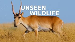 Exploring Russias Rare Wildlife