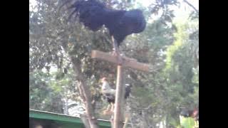 Ayam  Kekok   Juara 1 Nasional  Pak Anwar