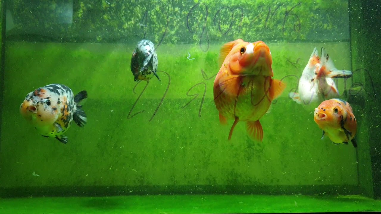 บันเทิง เริงปลาทอง EP3 กักโรคปลาใหม่