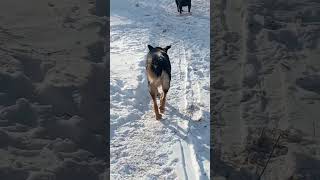 Мальчик нашёл Гулю !!! #shorts #собака #верность #любовь #поиск #гуля #приют