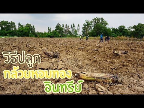 วิธีปลูกกล้วยหอมทองอินทรีย์