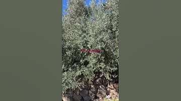 #قرآن #القارئ #اكسبلور #المصحف #قرآن #لايك #تيك_توك #الرحمن