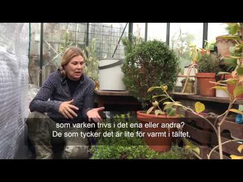 Video: Var är myrtenplantagen?