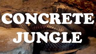 Watch Concrete Jungle I - Suits Trailer